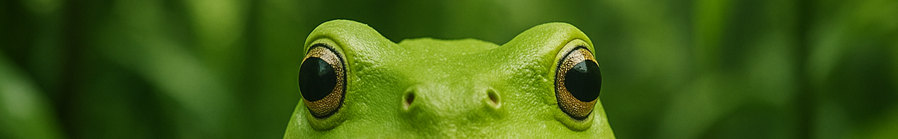 Close-up
        of Phyllomedusa bicolor frog eyes